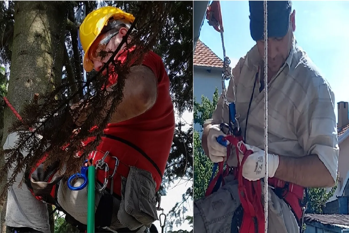 Arborist Dare seče suvo stablo pomoću užadi