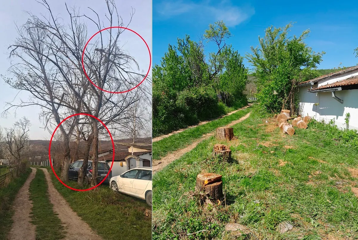 uklanjanje opasnog drveća u Srbiji
